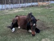 Туристы спасли лошадь из ледяной реки