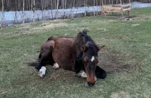 Туристы спасли лошадь из ледяной реки Туристы спасли лошадь из ледяной реки