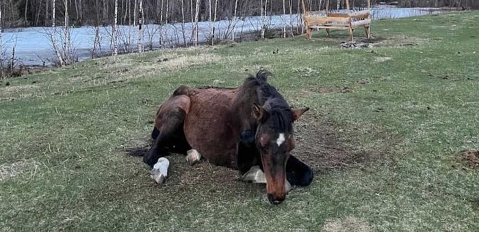 Туристы спасли лошадь из ледяной реки