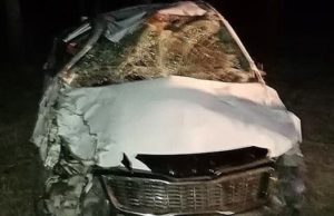 На Чуйском тракте иномарка врезалась в лошадей, выскочивших на дорогу На Чуйском тракте иномарка врезалась в лошадей, выскочивших на дорогу