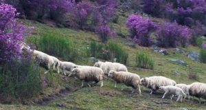 Чабан за лето съел 15 овец из стада, которое нанялся пасти