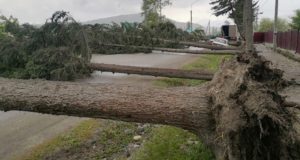 Из-за сильного ветра в Усть-Коксе упали сразу семь деревьев