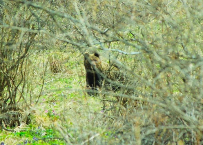 В Алтайском заповеднике проходит учет маралов и медведей