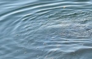 Два ребенка утонули в водоемах республики Два ребенка утонули в водоемах республики