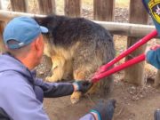 Кош-агачские пожарные спасли собаку, которая запуталась в цепи Кош-агачские пожарные спасли собаку, которая запуталась в цепи