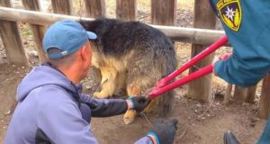 Кош-агачские пожарные спасли собаку, которая запуталась в цепи Кош-агачские пожарные спасли собаку, которая запуталась в цепи