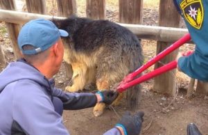 Кош-агачские пожарные спасли собаку, которая запуталась в цепи Кош-агачские пожарные спасли собаку, которая запуталась в цепи