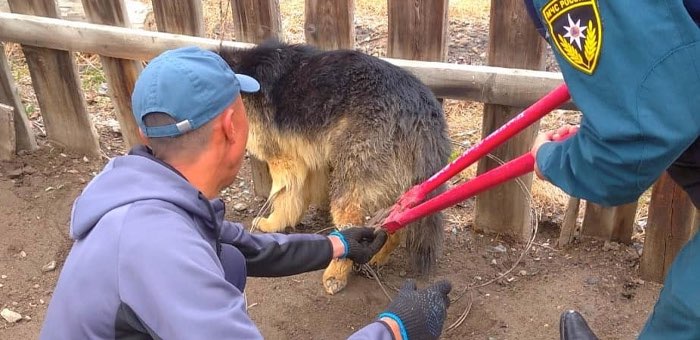 Кош-агачские пожарные спасли собаку, которая запуталась в цепи