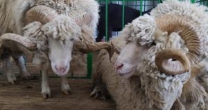 Хозяйства Республики Алтай заняли призовые места на выставке племенных овец и коз