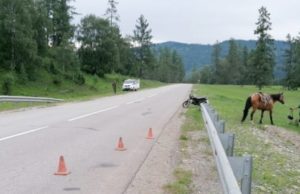 Пьяный мотоциклист врезался в лошадь, шедшую по обочине