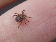 Более 3,5 тысяч человек стали жертвами клещей в Республике Алтай Более 3,5 тысяч человек стали жертвами клещей в Республике Алтай