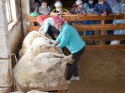 В Онгудайском районе прошел конкурс стригалей В Онгудайском районе прошел конкурс стригалей