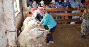В Онгудайском районе прошел конкурс стригалей