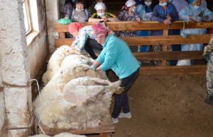 В Онгудайском районе прошел конкурс стригалей В Онгудайском районе прошел конкурс стригалей
