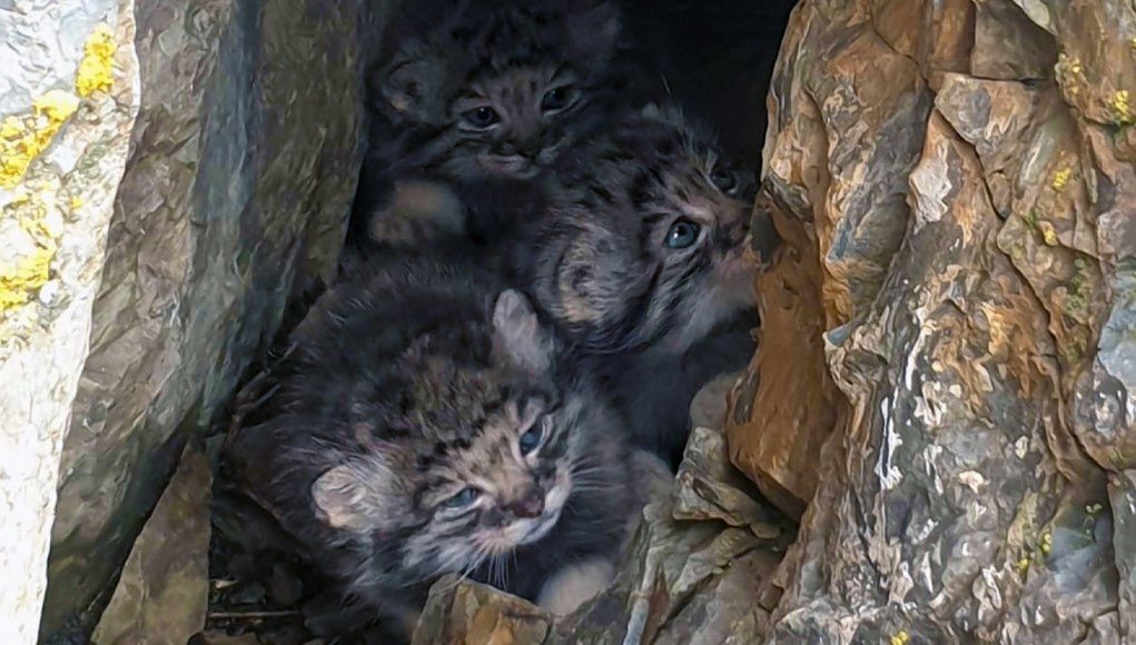 Уникальные кадры с котятами манула в логове сделали на Алтае