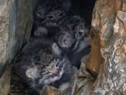Уникальные кадры с котятами манула в логове сделали на Алтае Уникальные кадры с котятами манула в логове сделали на Алтае