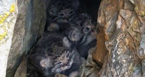 Уникальные кадры с котятами манула в логове сделали на Алтае
