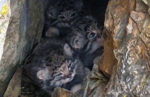 Уникальные кадры с котятами манула в логове сделали на Алтае Уникальные кадры с котятами манула в логове сделали на Алтае