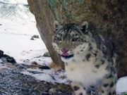 Молодой самец снежного барса Карагай «отметился» на фотоловушках Молодой самец снежного барса Карагай «отметился» на фотоловушках