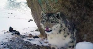 Молодой самец снежного барса Карагай «отметился» на фотоловушках