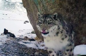 Молодой самец снежного барса Карагай «отметился» на фотоловушках Молодой самец снежного барса Карагай «отметился» на фотоловушках