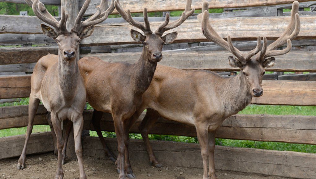 Приказ издали, а последствия для мараловодства просчитать забыли