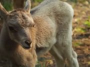 Аргали появились на свет в новосибирском зоопарке Аргали появились на свет в новосибирском зоопарке