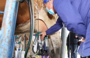 Лучшие доярки республики приняли участие в конкурсе профессионального мастерства Лучшие доярки республики приняли участие в конкурсе профессионального мастерства