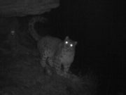 Около 15 снежных барсов попали на фотоловушки Сайлюгемского парка за полгода Около 15 снежных барсов попали на фотоловушки Сайлюгемского парка за полгода