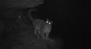 Около 15 снежных барсов попали на фотоловушки Сайлюгемского парка за полгода