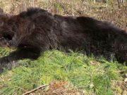 Убитый в Улаганском районе медведь оказался заражен трихинеллезом Убитый в Улаганском районе медведь оказался заражен трихиннелезом