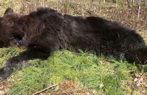 Убитый в Улаганском районе медведь оказался заражен трихиннелезом
