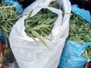 Возле Курая задержали местных жителей с полным багажником марихуаны Возле Курая задержали местных жителей с полным багажником марихуаны