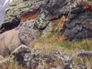 На фотоловушку Сайлюгемского нацпарка «попался» краснокнижный манул На фотоловушку Сайлюгемского нацпарка «попался» краснокнижный манул