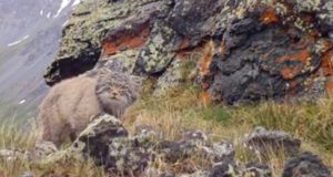 На фотоловушку Сайлюгемского нацпарка «попался» краснокнижный манул