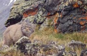 На фотоловушку Сайлюгемского нацпарка «попался» краснокнижный манул На фотоловушку Сайлюгемского нацпарка «попался» краснокнижный манул