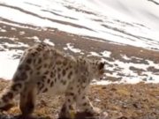 Видео с прогулкой снежного барса опубликовал Сайлюгемский парк Видео с прогулкой снежного барса опубликовал Сайлюгемский парк