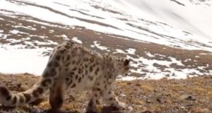 Видео с прогулкой снежного барса опубликовал Сайлюгемский парк