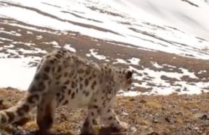 Видео с прогулкой снежного барса опубликовал Сайлюгемский парк