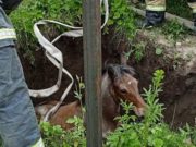 Пожарные сняли с дерева котика и вытащили из ямы жеребенка Пожарные сняли с дерева котика и вытащили из ямы жеребенка