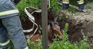Пожарные сняли с дерева котика и вытащили из ямы жеребенка Пожарные сняли с дерева котика и вытащили из ямы жеребенка