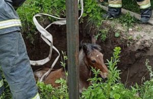 Пожарные сняли с дерева котика и вытащили из ямы жеребенка Пожарные сняли с дерева котика и вытащили из ямы жеребенка