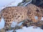 Видео с плотно пообедавшим снежным барсом опубликовал Сайлюгемский парк Видео с плотно пообедавшим снежным барсом опубликовал Сайлюгемский парк