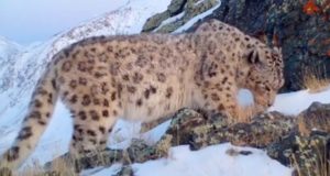 Видео с плотно пообедавшим снежным барсом опубликовал Сайлюгемский парк