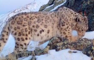 Видео с плотно пообедавшим снежным барсом опубликовал Сайлюгемский парк Видео с плотно пообедавшим снежным барсом опубликовал Сайлюгемский парк