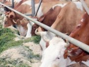 «Агростартап»: на гранты начинающим фермерам выделено почти 32 млн рублей «Агростартап»: на гранты начинающим фермерам выделено почти 32 млн рублей