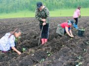 Как грант «Агростартап» помогает фермерам Шебалинского района Как грант «Агростартап» помогает фермерам Шебалинского района