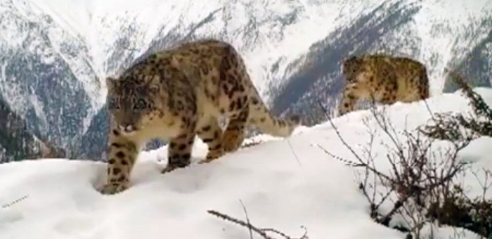 Снежные барсы сломали две фотоловушки и увлеченно играли с фиксатором одной из них