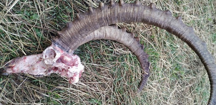 Браконьеры застрелили козерога в Сайлюгемском национальном парке