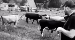 У блогера Литвина нашелся последователь: турист расстрелял коров из «травмата»